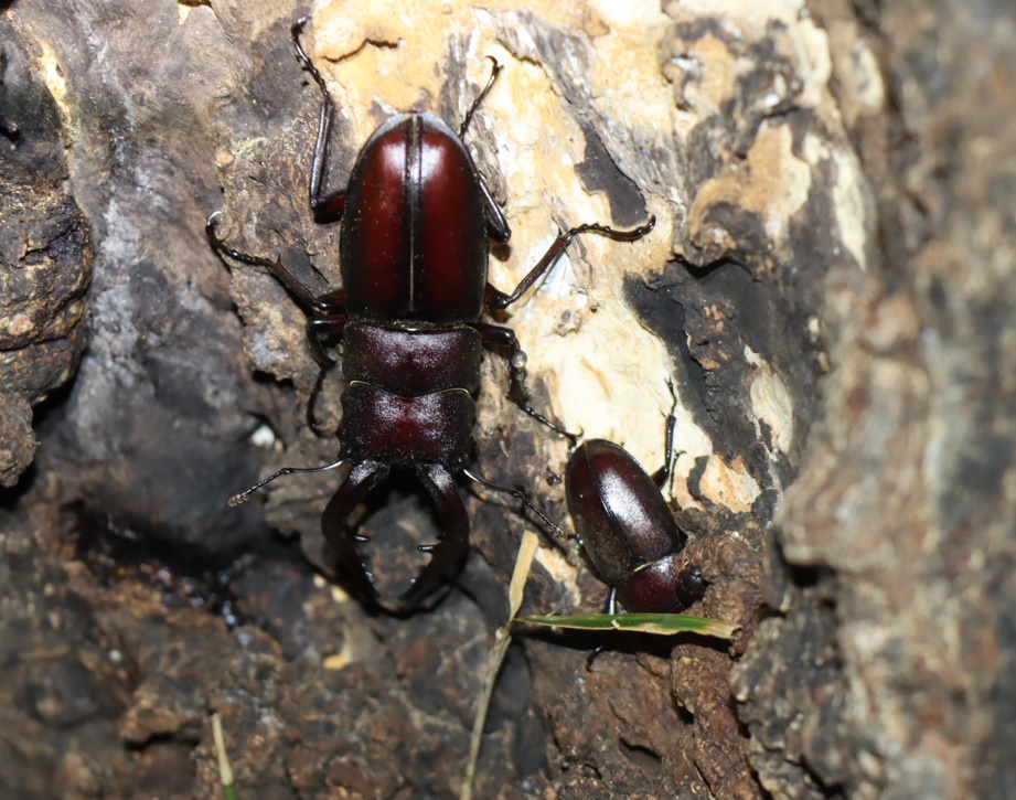 ノコギリクワガタのペア、カナブン1_No1のコナラ_クワガタ達のオアシス_2023年7月24日19時45分 気温27.5度